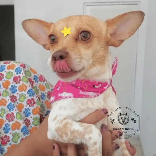 Perrito feliz después de su baño relajante con productos especializados