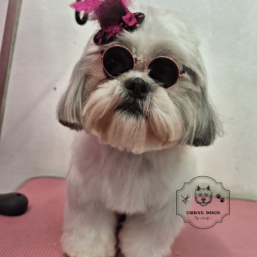 Perrito feliz con su nuevo corte de uñas profesional